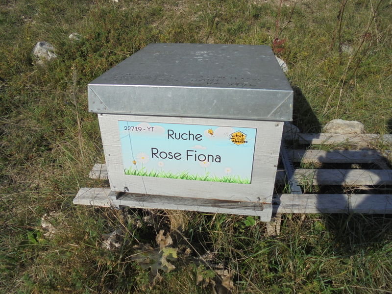 La ruche Rose Fiona