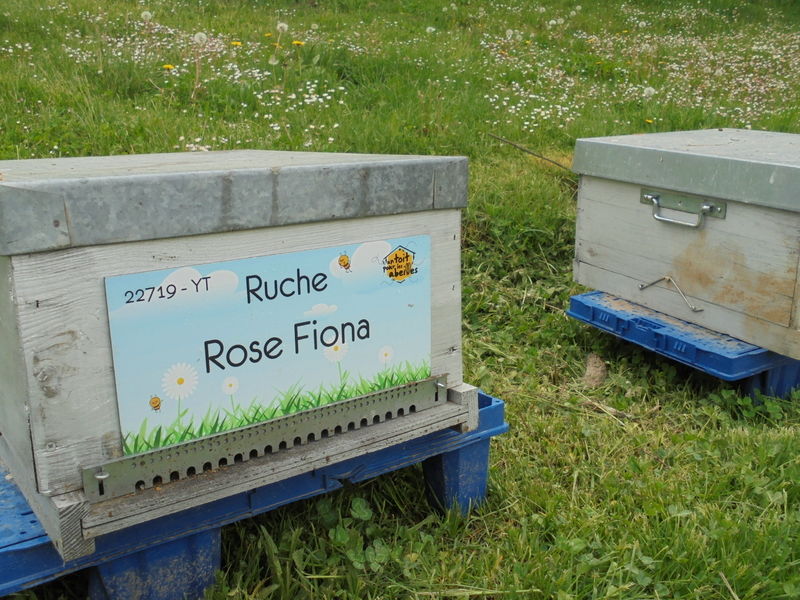 La ruche Rose Fiona