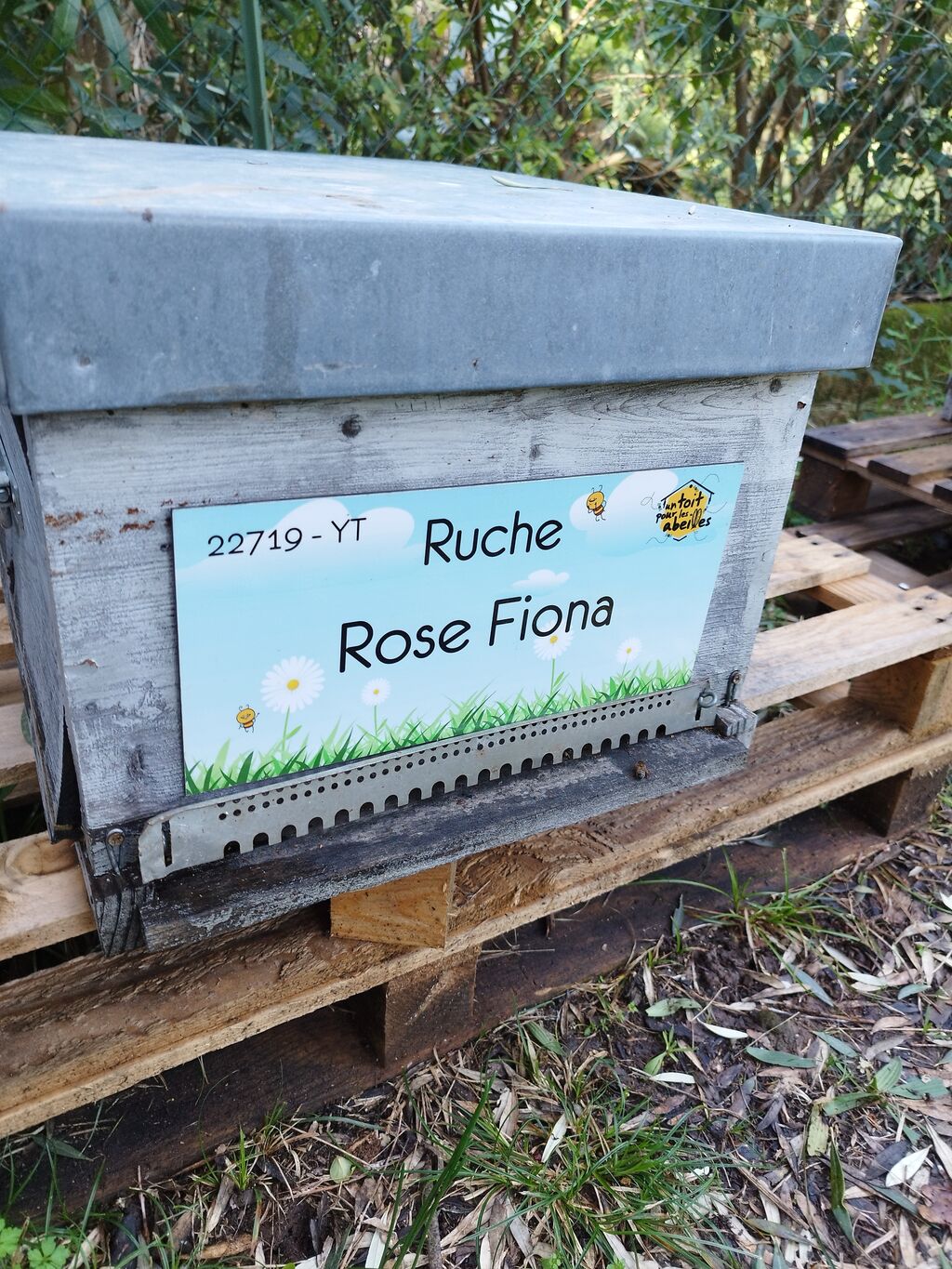 La ruche Rose Fiona