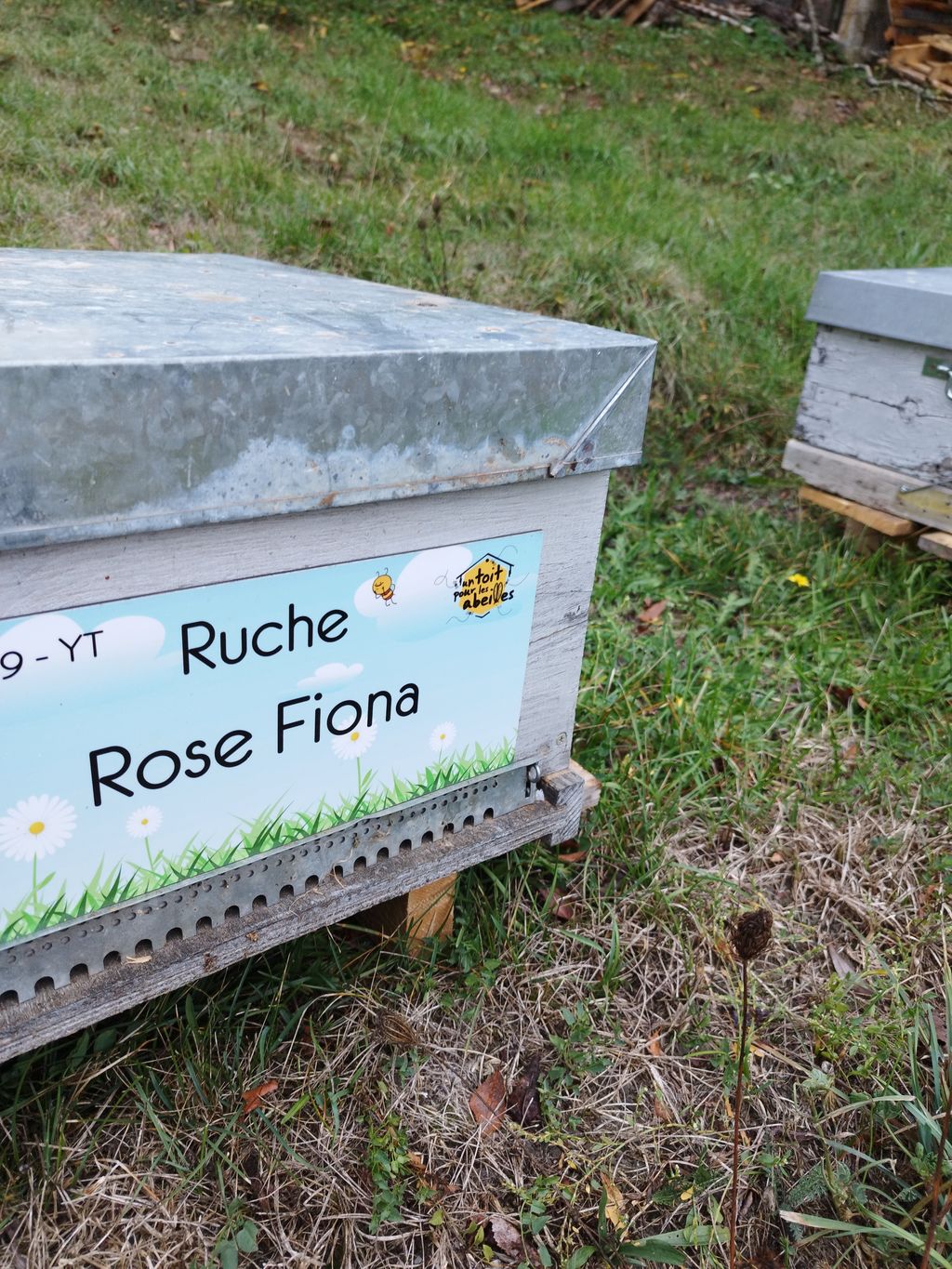 La ruche Rose Fiona