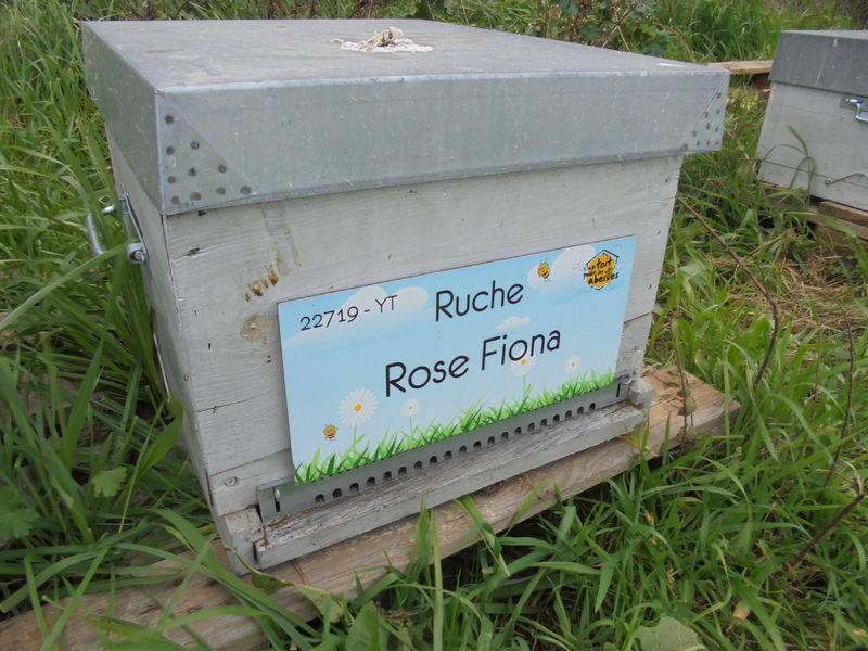 La ruche Rose Fiona