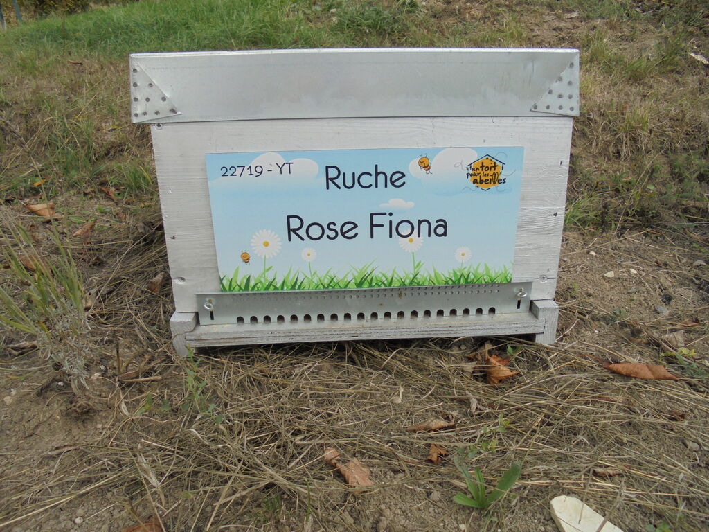 La ruche Rose Fiona