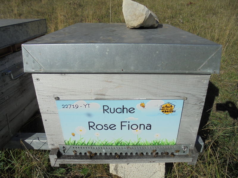 La ruche Rose Fiona