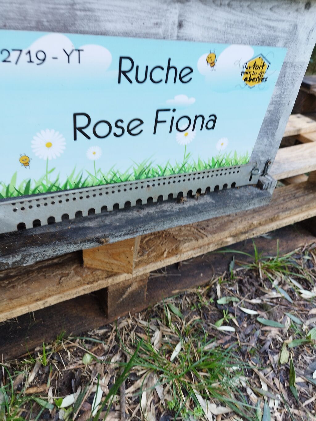 La ruche Rose Fiona