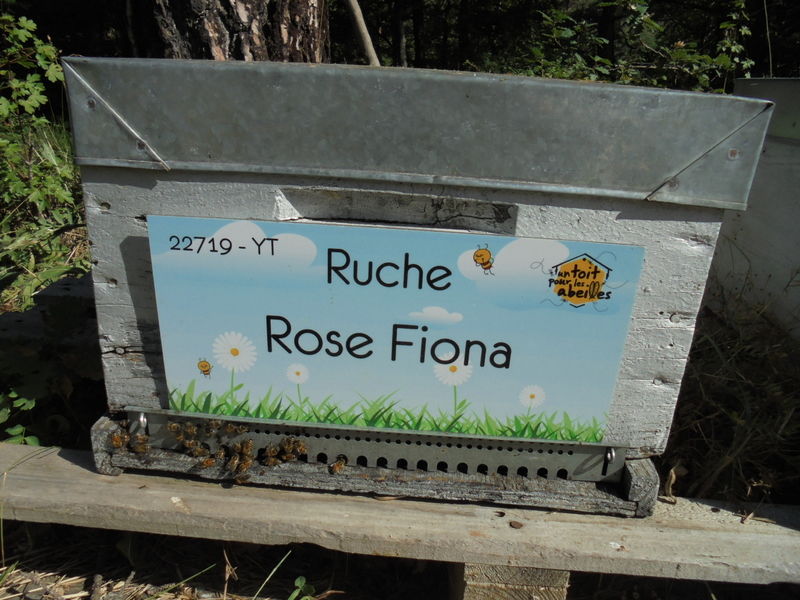 La ruche Rose Fiona
