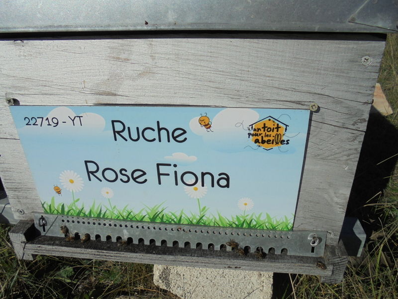La ruche Rose Fiona