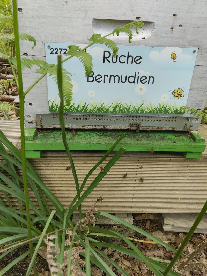 La ruche Bermudien