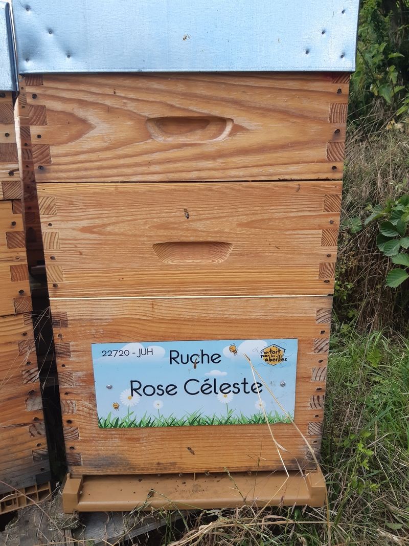 La ruche Rose Céleste