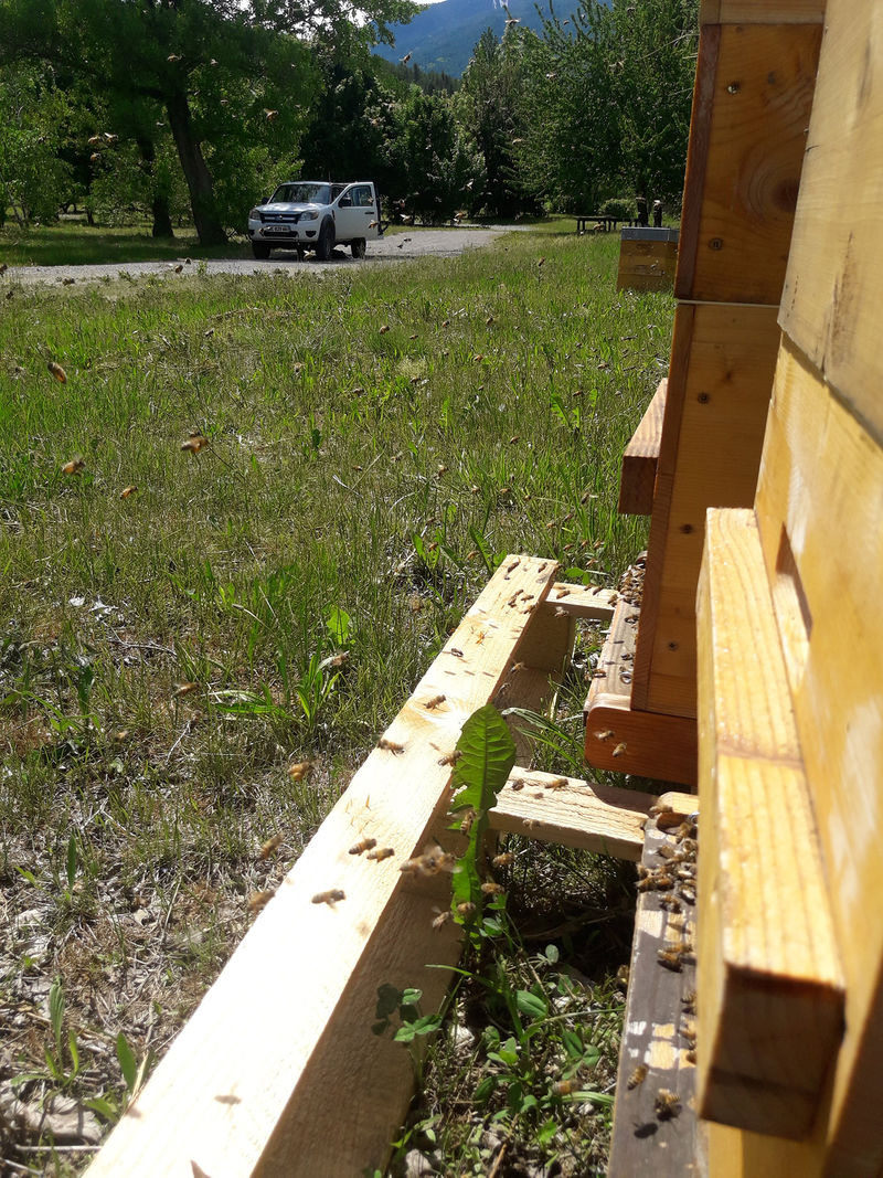 La ruche Rose Mousseline