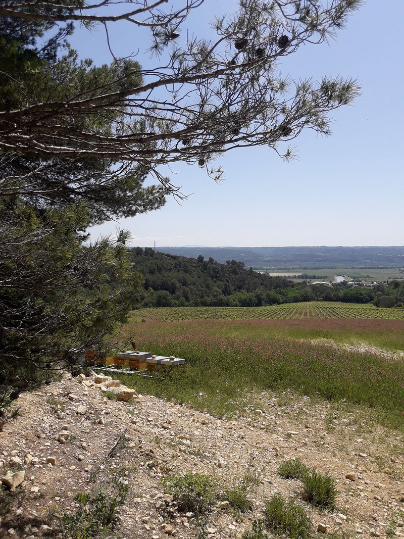 La ruche Rose Mousseline