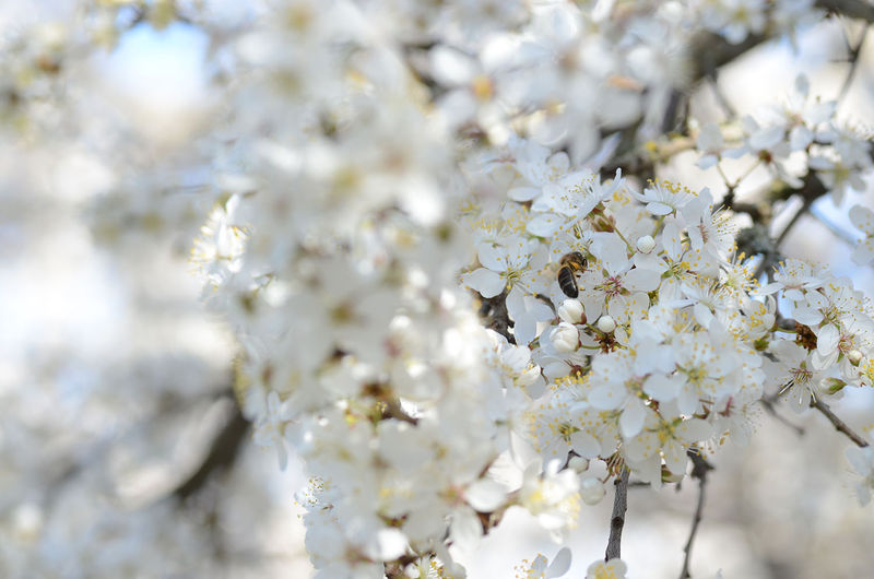 La ruche Rose Mousseline