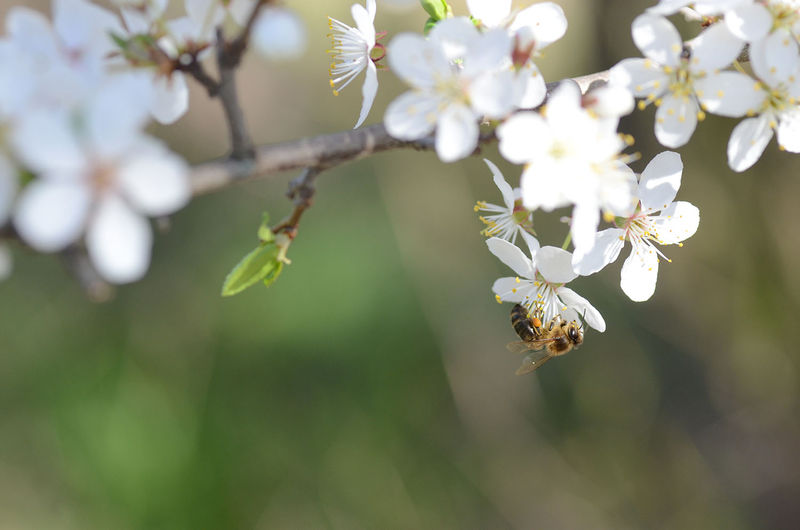 La ruche Rose Mousseline
