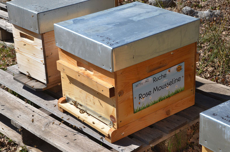 La ruche Rose Mousseline