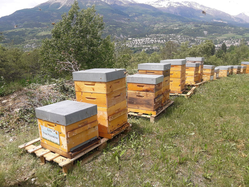 La ruche Rose Mousseline