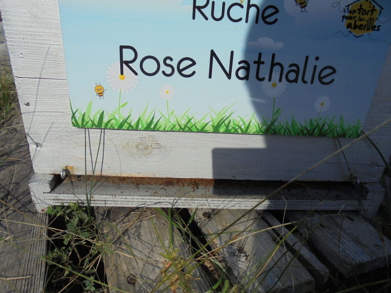 La ruche Rose Nathalie