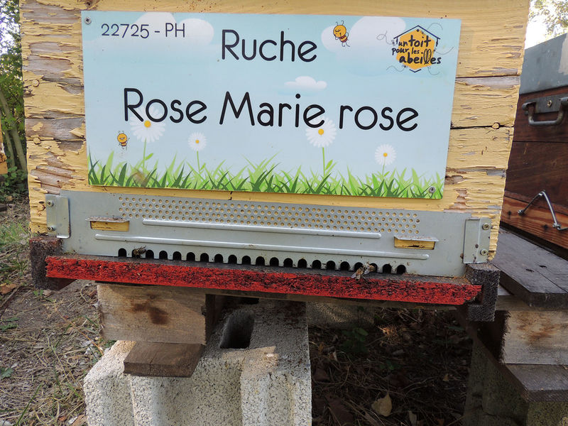 La ruche Rose Marie rose