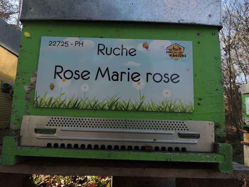 La ruche Rose Marie rose