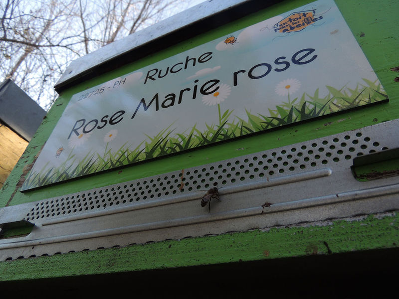 La ruche Rose Marie rose