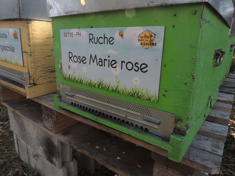 La ruche Rose Marie rose