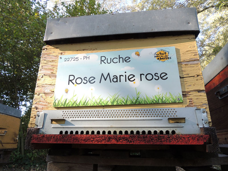 La ruche Rose Marie rose