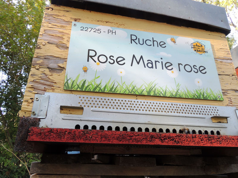 La ruche Rose Marie rose