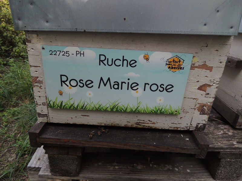 La ruche Rose Marie rose