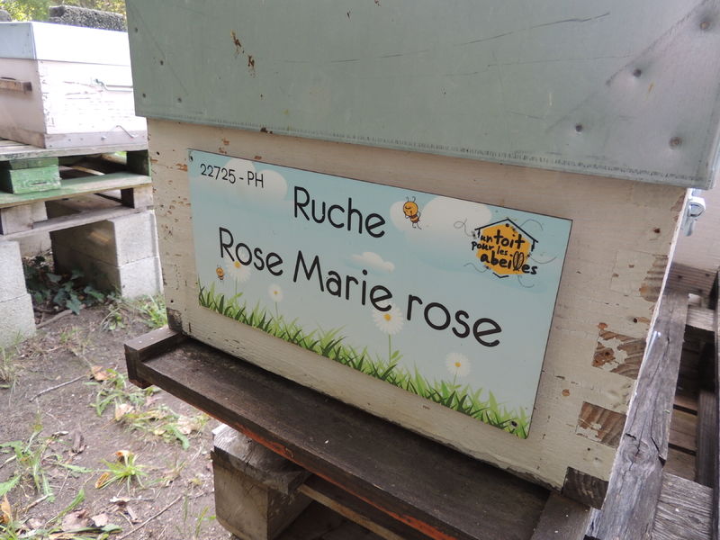 La ruche Rose Marie rose