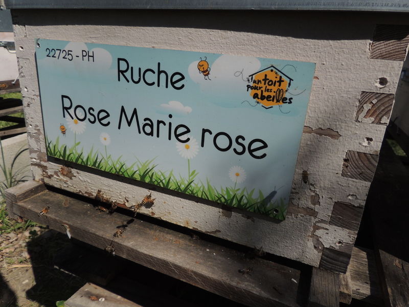 La ruche Rose Marie rose