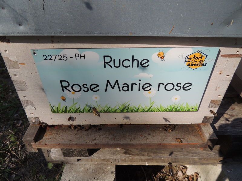 La ruche Rose Marie rose