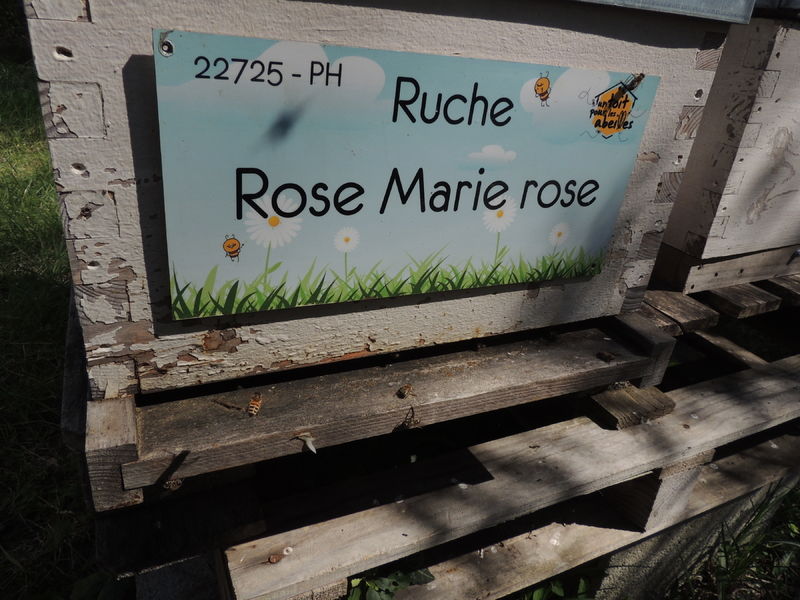 La ruche Rose Marie rose