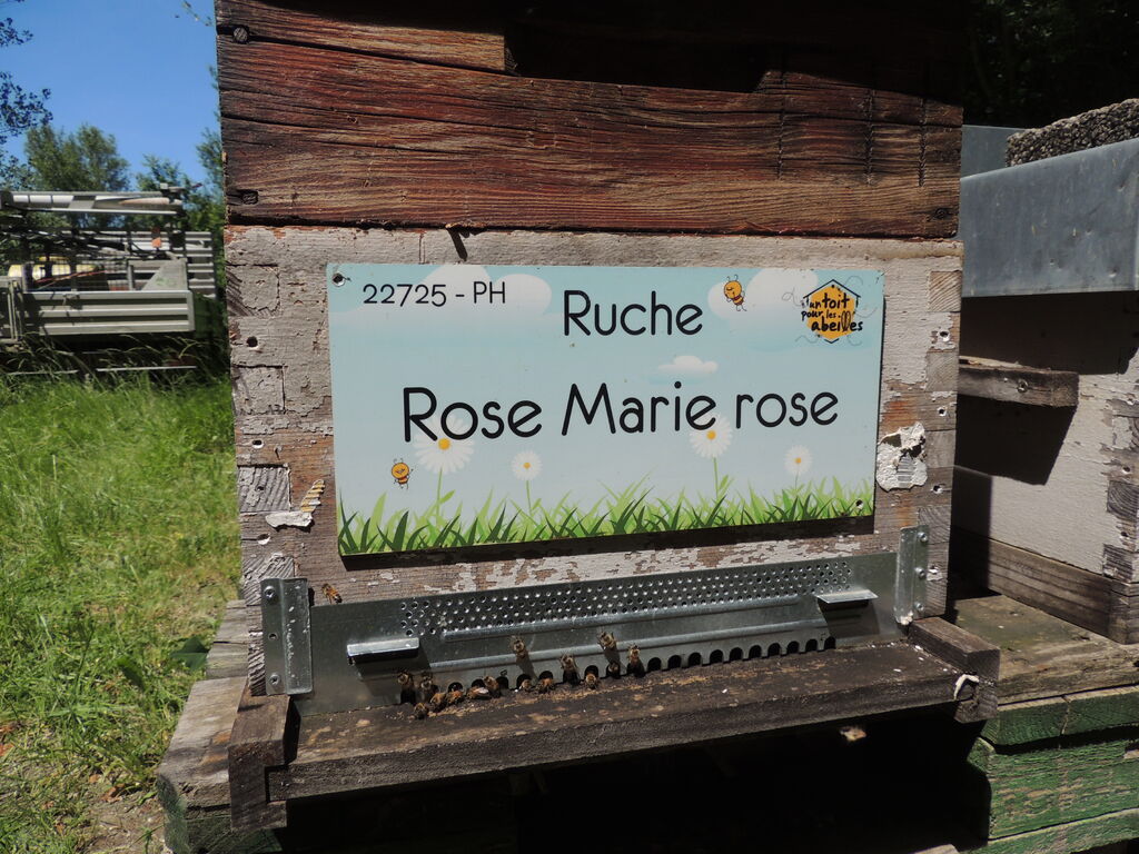 La ruche Rose Marie rose