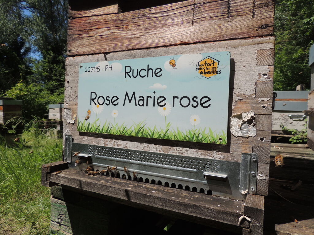 La ruche Rose Marie rose