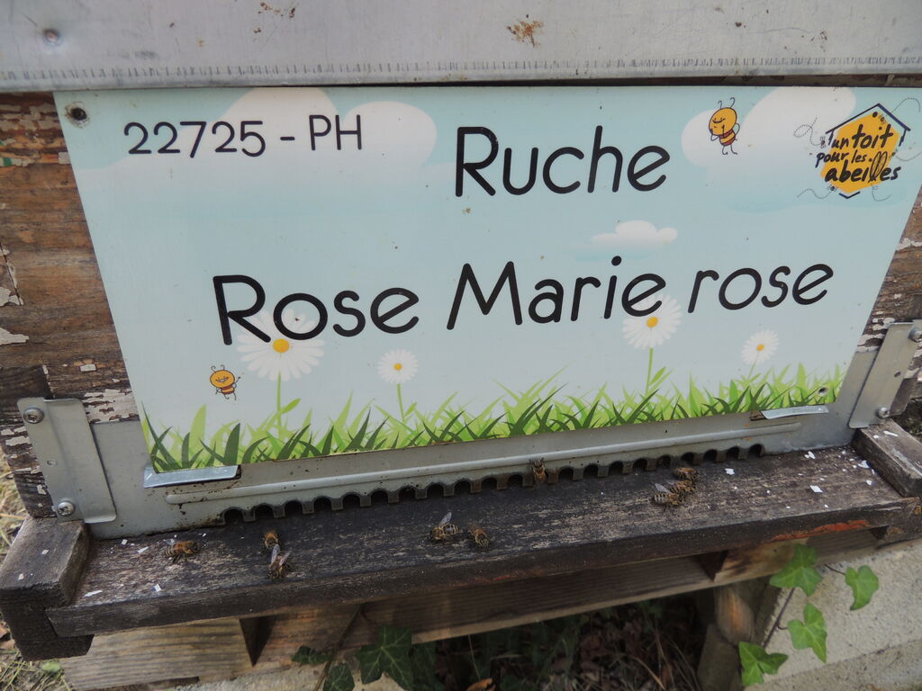 La ruche Rose Marie rose