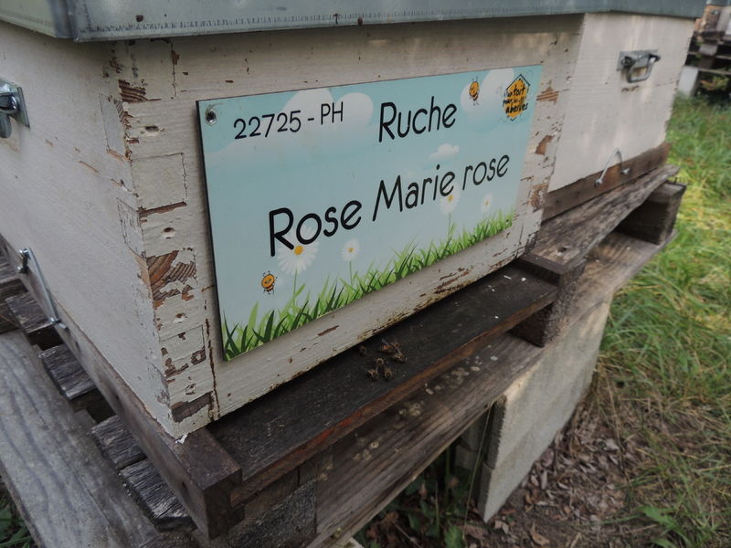 La ruche Rose Marie rose