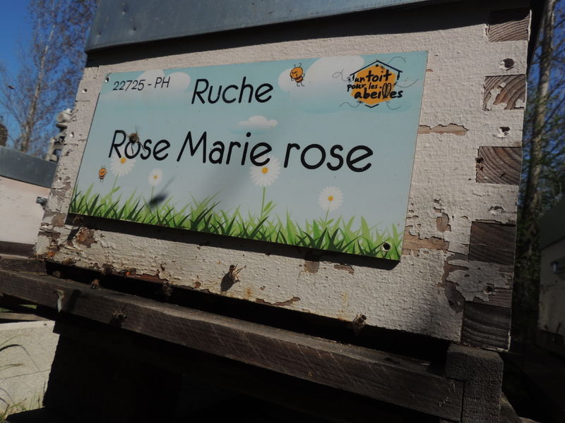 La ruche Rose Marie rose