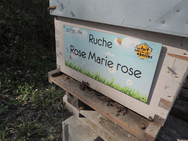 La ruche Rose Marie rose