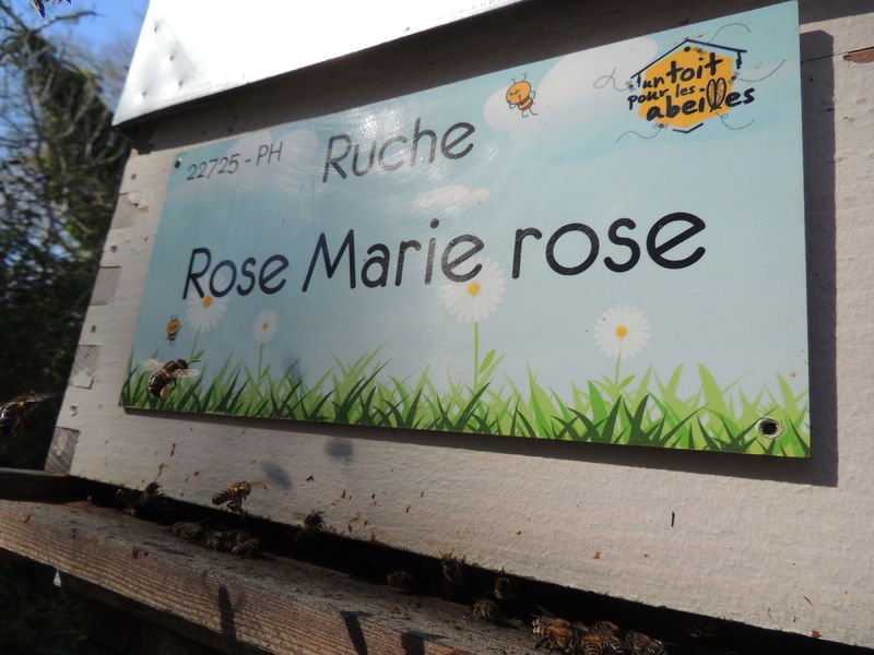 La ruche Rose Marie rose