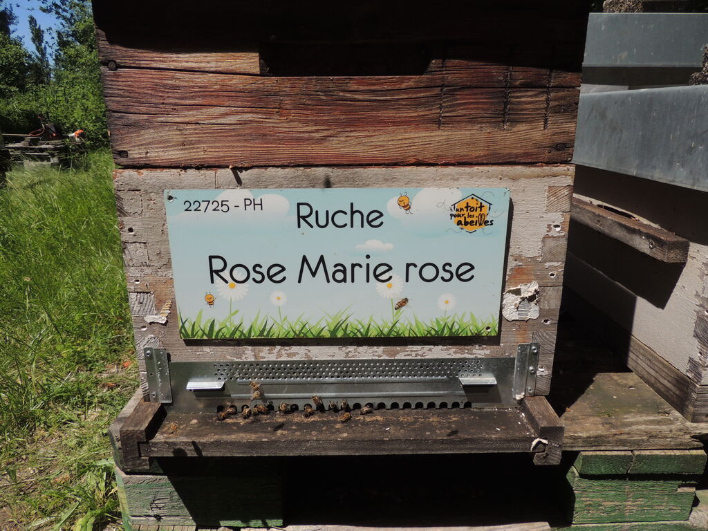 La ruche Rose Marie rose