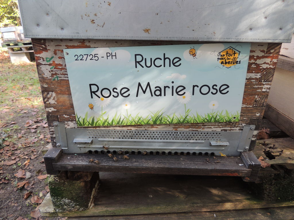 La ruche Rose Marie rose