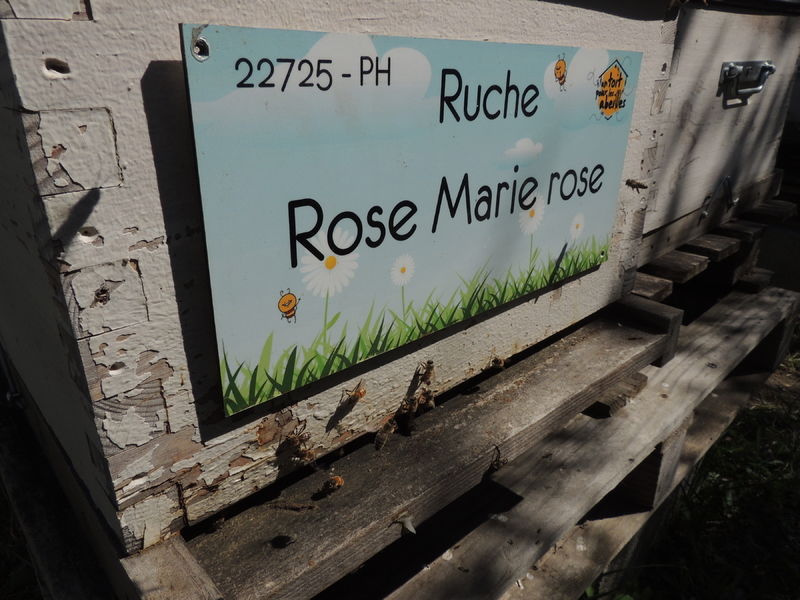 La ruche Rose Marie rose