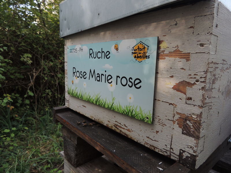 La ruche Rose Marie rose
