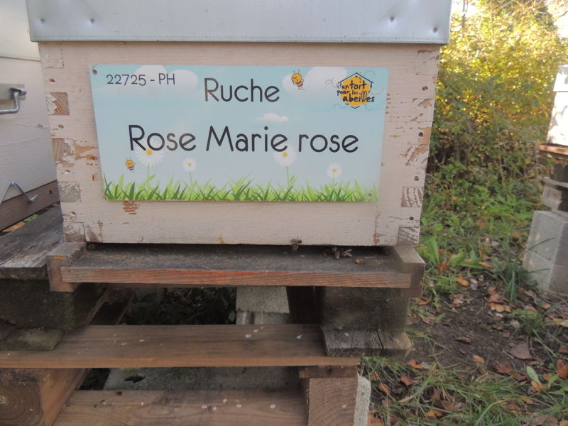 La ruche Rose Marie rose