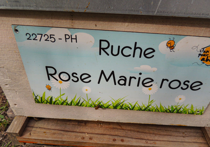 La ruche Rose Marie rose