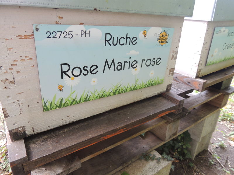 La ruche Rose Marie rose