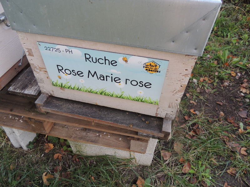 La ruche Rose Marie rose
