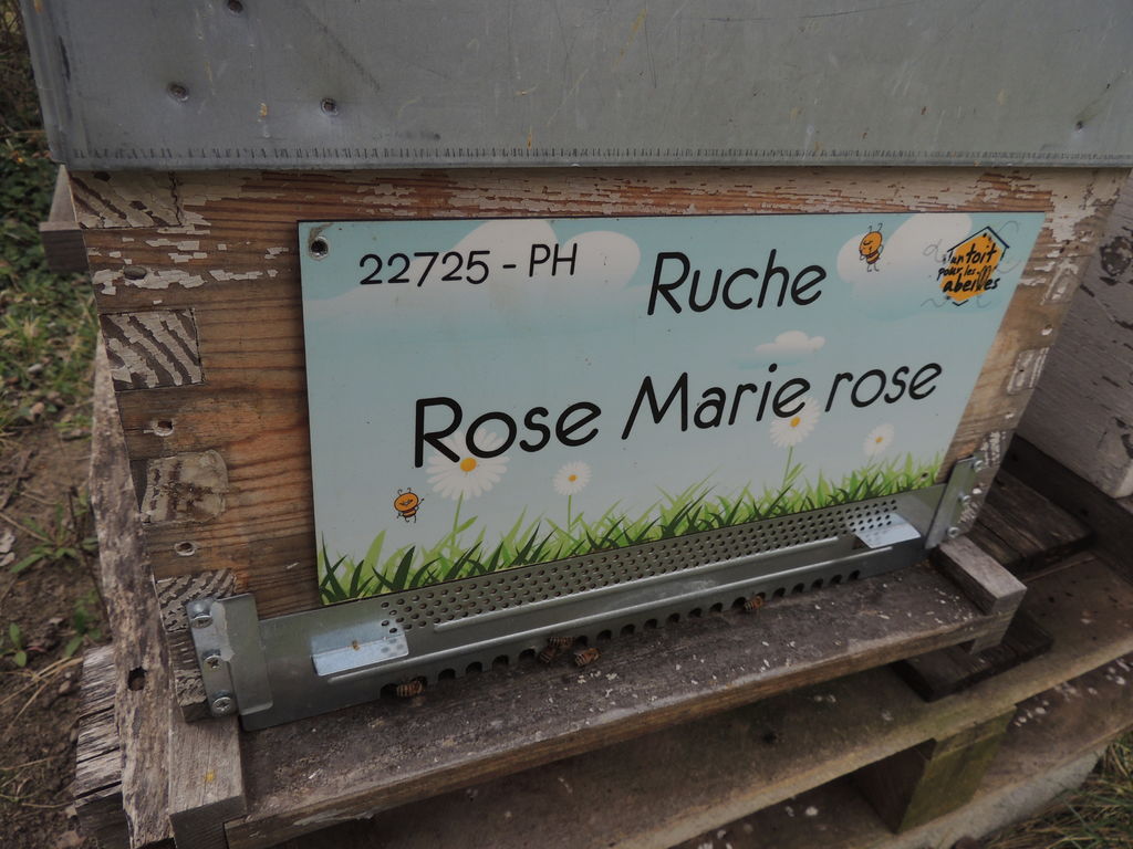 La ruche Rose Marie rose