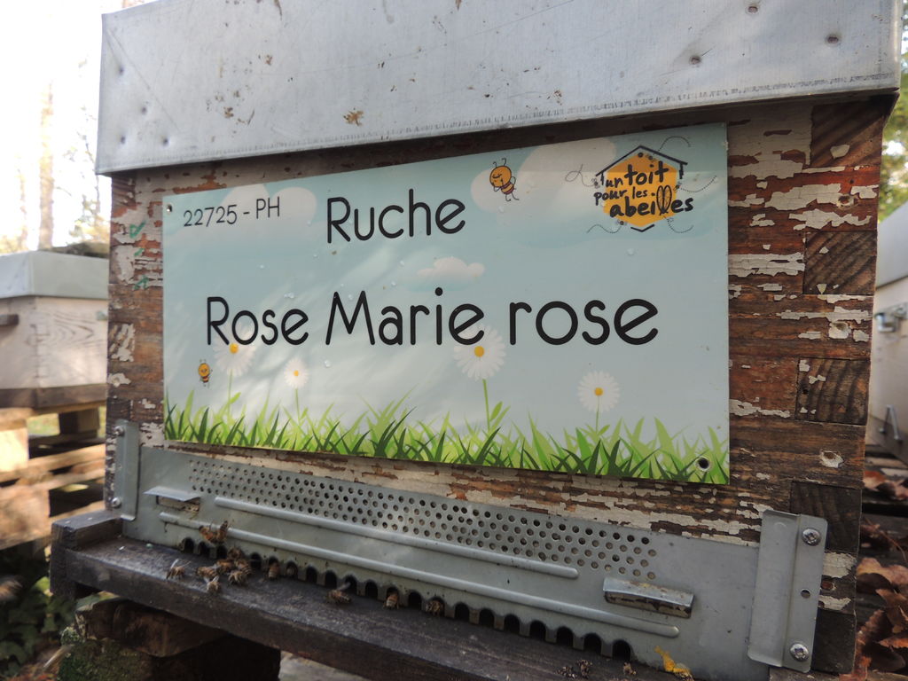 La ruche Rose Marie rose