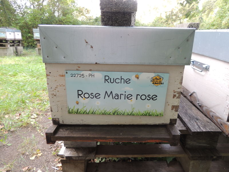La ruche Rose Marie rose