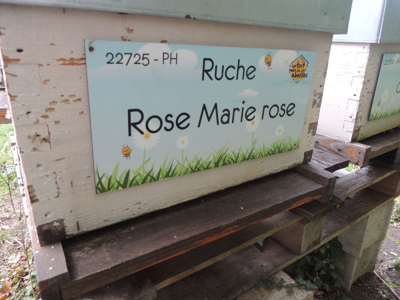 La ruche Rose Marie rose
