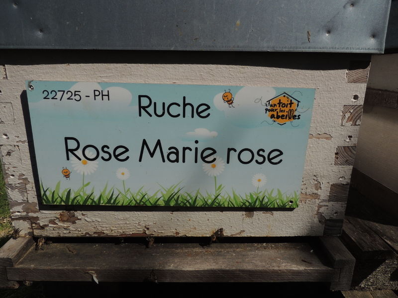 La ruche Rose Marie rose